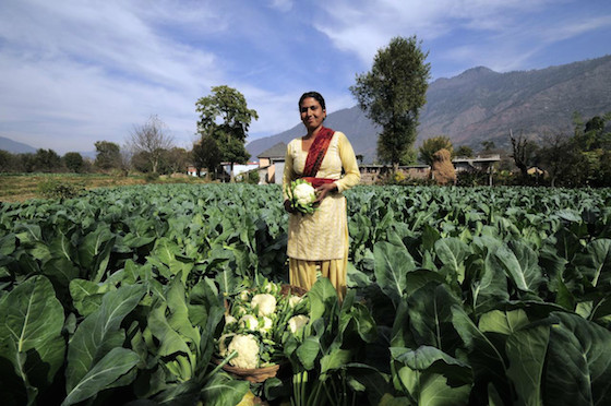 Harvesting cauliflowers at a small-scale farm in India